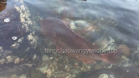 赶海现抓现吃时遇到可爱小水母的处理方案